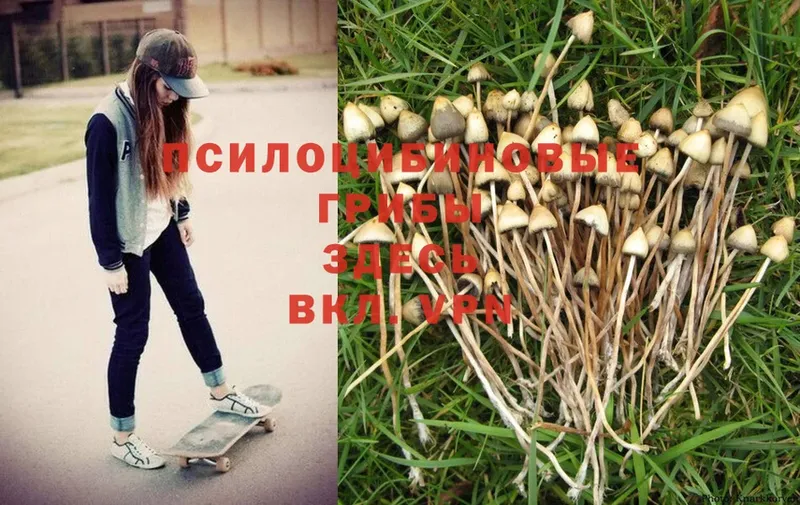 где купить наркоту  hydra ONION  Псилоцибиновые грибы Psilocybe  Енисейск 